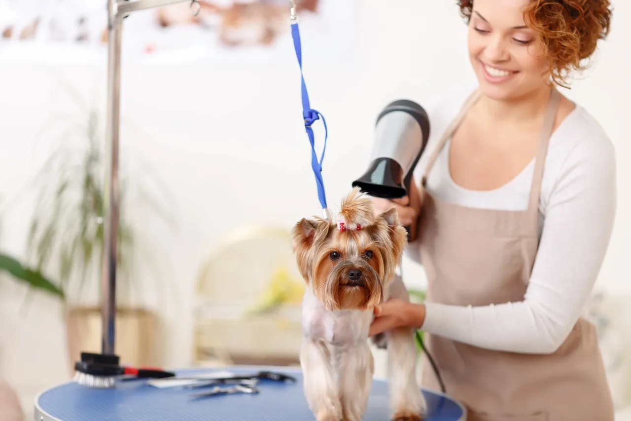 GoldenPeakStudio: Expert Grooming for a Happy, Healthy Pet