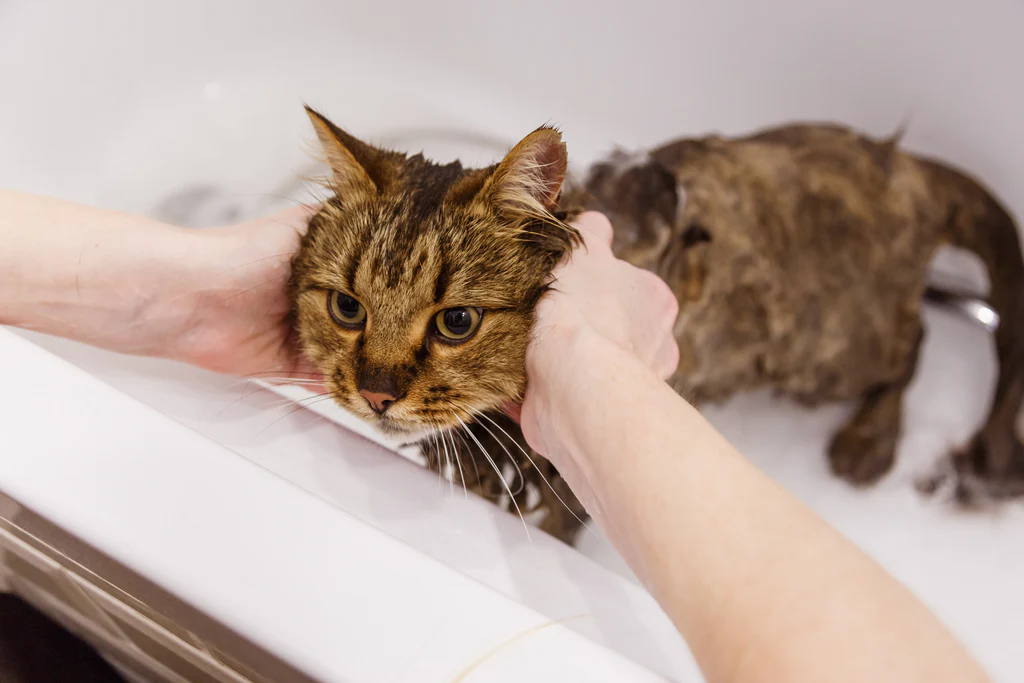 Luxury Cat Styling & Bath