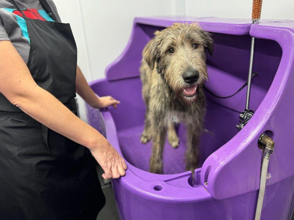 Discover the GoldenPeakStudio Difference in Pet Styling