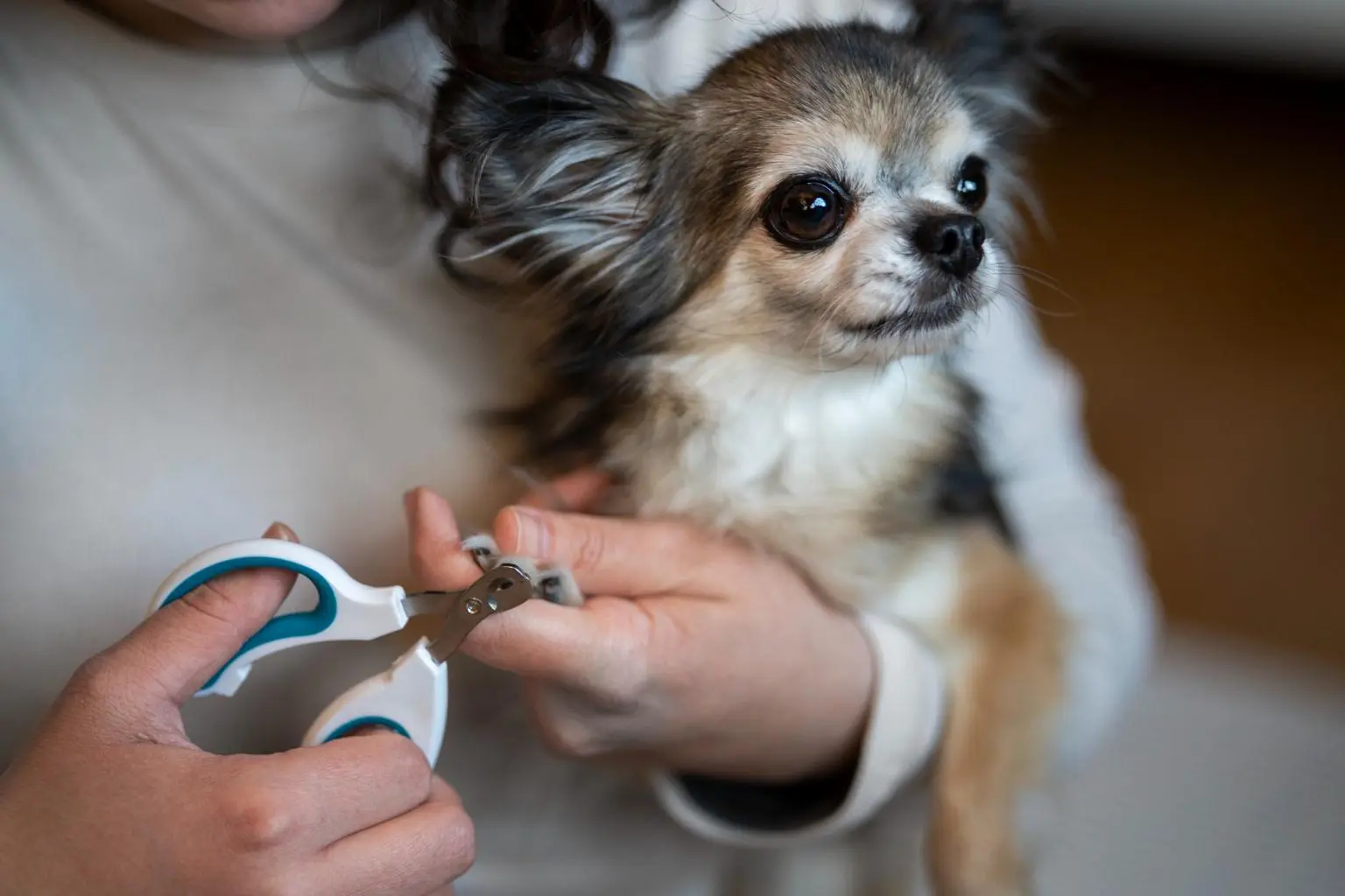Stress-Free Grooming: Making It Enjoyable for Your Furry Friend